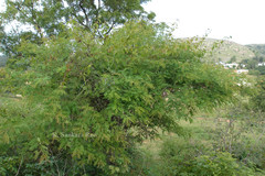 Acacia chundra